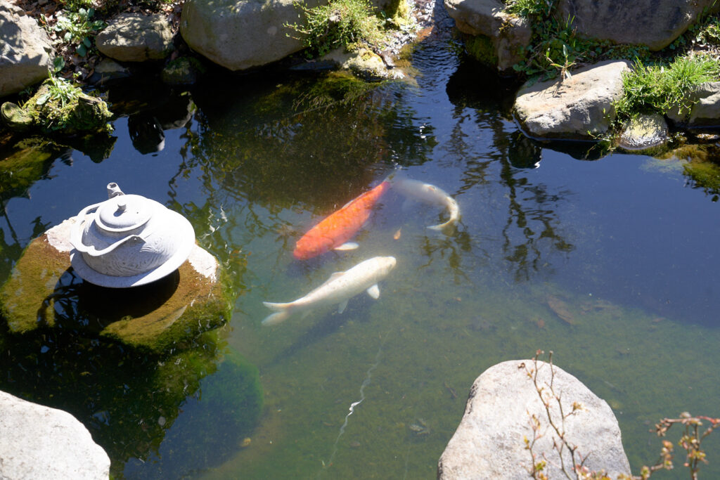 錦鯉のいる日本庭園の写真